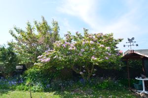Rear garden- click for photo gallery
